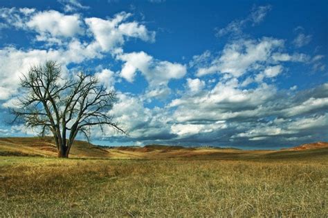 Prairie grassland — AskNature