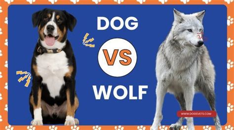 Wolf vs. Dog: Analyzing the Characteristics of Wild and Domestic Canines