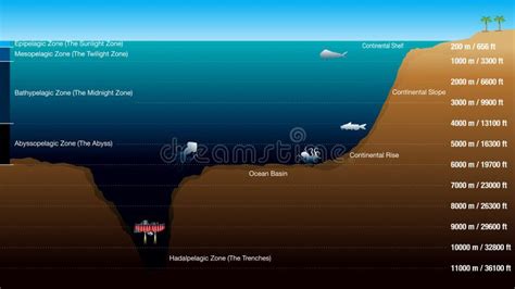 1 best ideas for coloring | Ocean Zones Depth