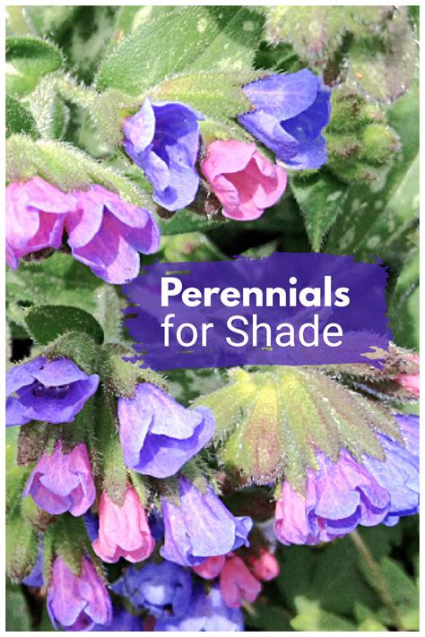 7 Out of the Ordinary Shade Loving Perennials That Are Easy To Grow