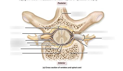 Cross Section Of Vertebra And Spinal Cord Diagram Quizlet