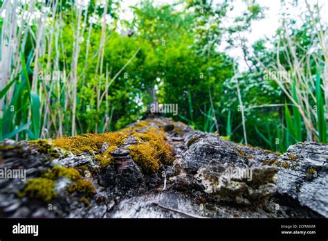 Mousse Sur Arbre Mort Banque De Photographies Et Dimages Haute