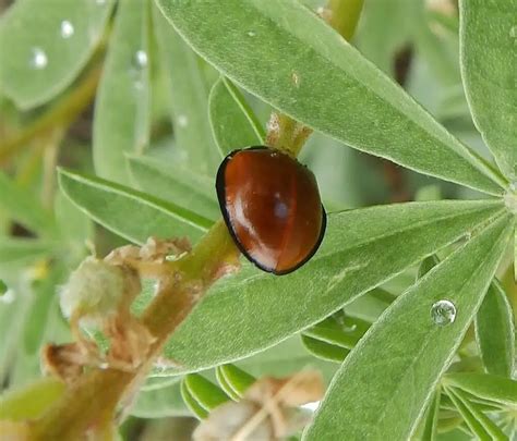 18 Stunning Red Beetles Pictures And Identification