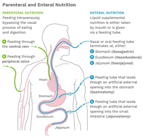 Enteral And Parenteral Nutrition Flashcards Quizlet