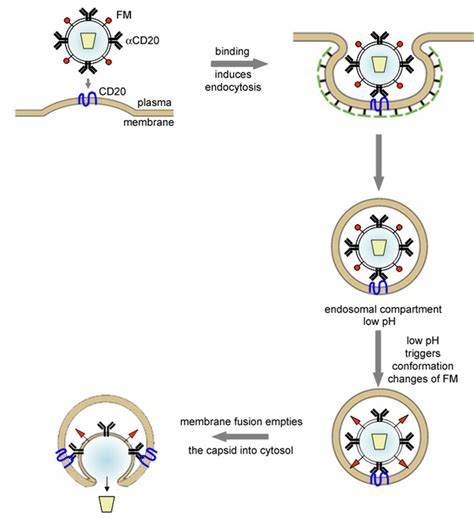 Lentiviral Vectors in Gene Therapy - microbewiki