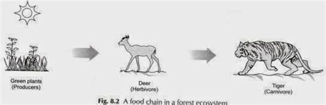 Aarush0708: The tiger food chain!