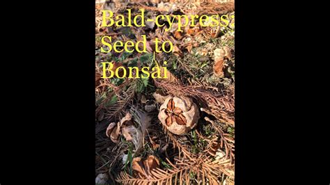 Bald Cypress Seed To Bonsai Step By Step In The Description Youtube