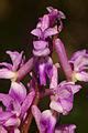 Category Orchis Mascula Flowers Wikimedia Commons