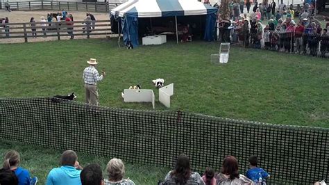 Border Collie Herding Demonstration At Bob Evans Farm Festival Youtube