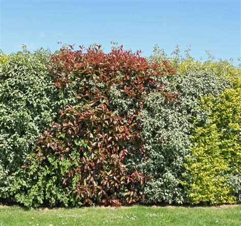 Arbuste Persistant Pour Haie Agencement De Jardin Aux Meilleurs Prix