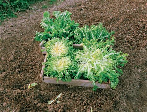 Grow Escarole And Endive In Late Summer For A Fall Harvest Fine Gardening