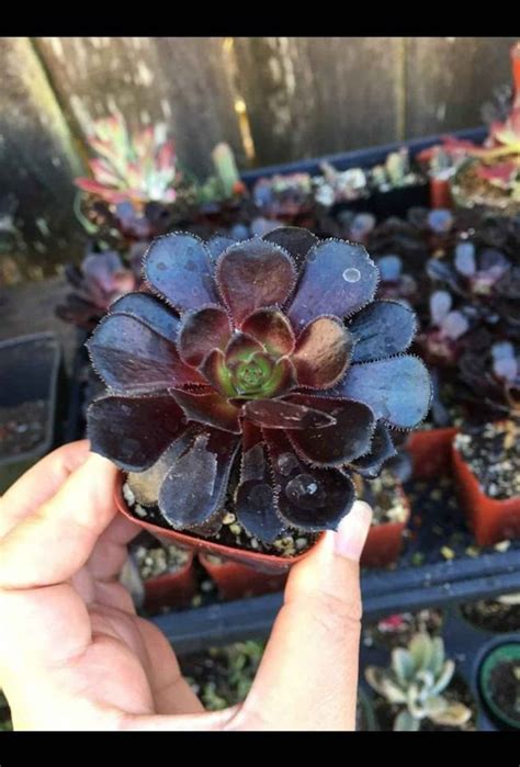 Aeonium Zwartkop Black Rose Succulent Plant Etsy