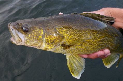 Walleye Fishing Facts Tips And Techniques How To Catch Walleyealleye