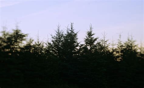 Free Images Tree Nature Forest Grass Branch Light Cloud Sky