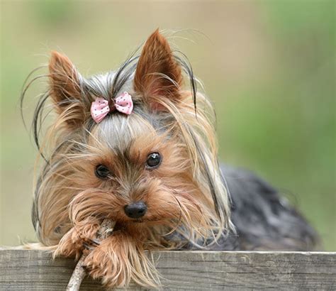 El YORKSHIRE TERRIER características y cuidados Razas de perros