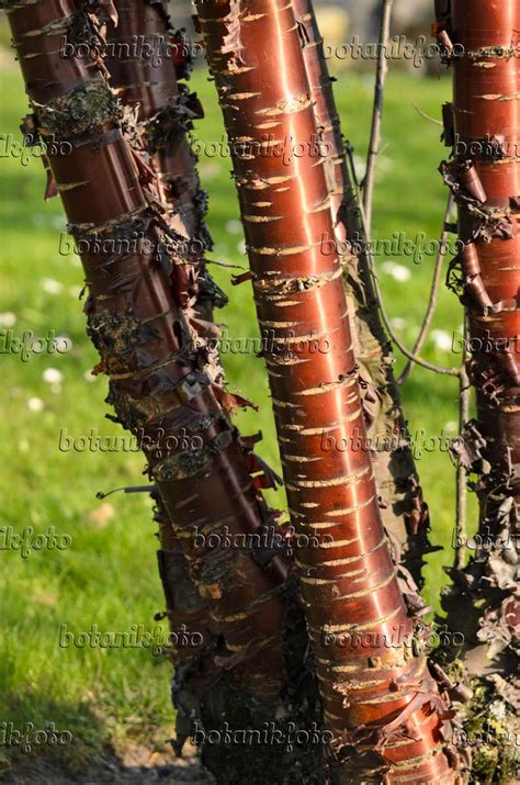 Image Paperbark Cherry Prunus Serrula 519102 Images Of Plants And