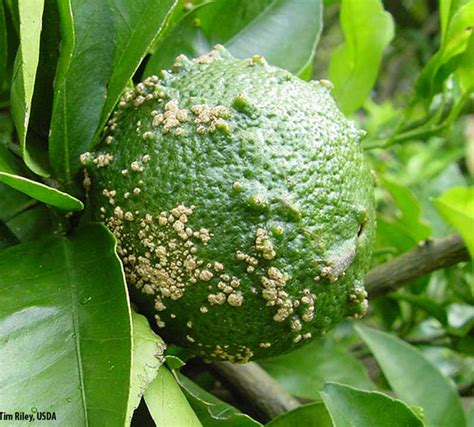 Gallery Citrus Diseases