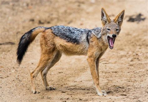 Did You Know The Black Backed Jackal Is One Of The Oldest Known Dog