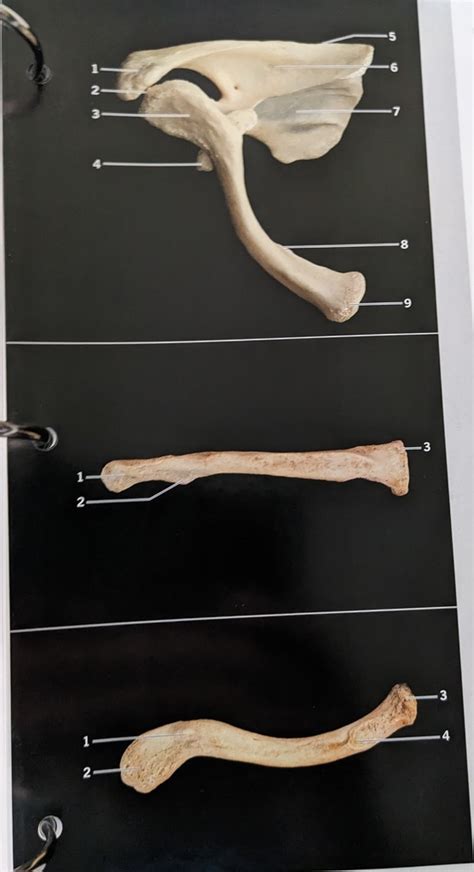 Clavicle Scapula Diagram Quizlet