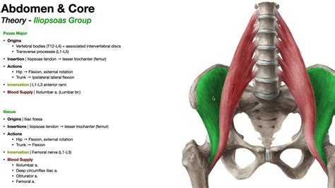 Iliacus And Psoas Major