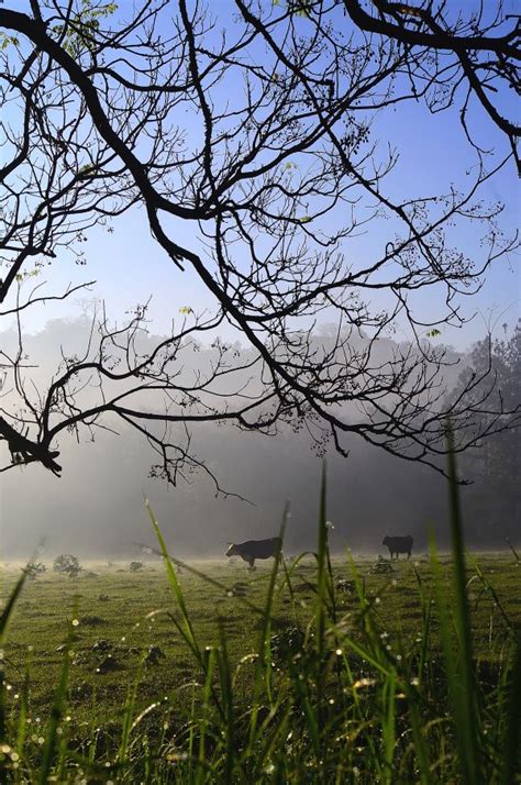 Free Images Tree Nature Forest Grass Wilderness Branch Light