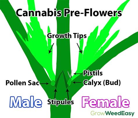 The Ultimate Guide To Sexing Cannabis Plants Before The Flowering Stage