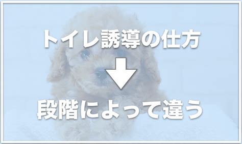 子犬のトイレ誘導の仕方は？トイレケージから出すと失敗するならこれをチェック 愛犬と満喫ライフ