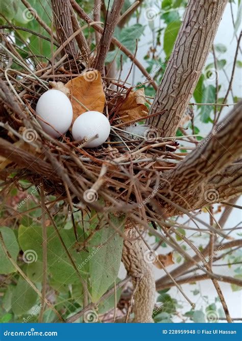 Mynah Bird Egg