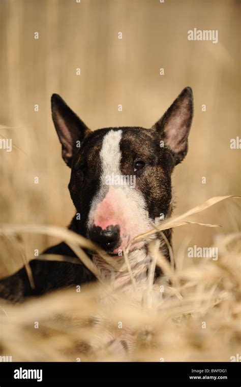 Miniature Bullterrier Portrait Stock Photo - Alamy