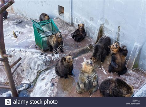 Brown Waving Bear High Resolution Stock Photography And Images Alamy