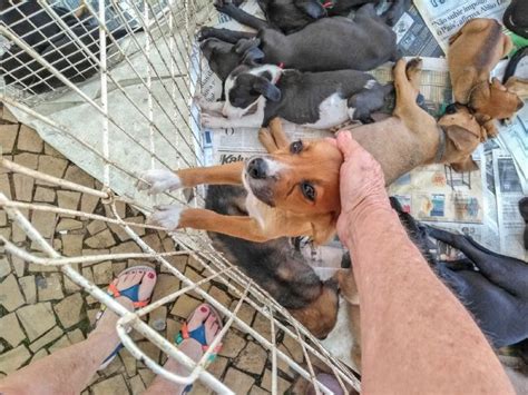 Itu tem Feira de Adoção de Felinos e Caninos neste sábado Itu br