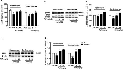 The Effects Of Roflumilast On Camp Pcreb Creb And Bdnf In The Brain