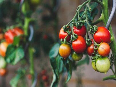 Guía completa para cultivar tomates con éxito consejos cuidados y