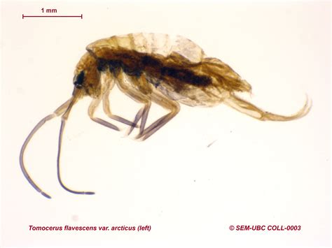 Tomoceridae