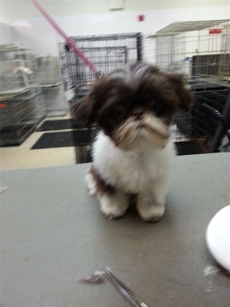 Shih Tzu groomed by Jenna | Shih tzu, Maltese puppy, Pet grooming