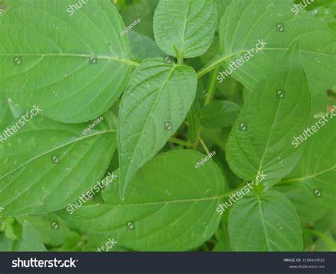Plant Organ