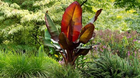 Care Guide For Musa Red Abyssinian Banana Gardening Express Knowledge Hub