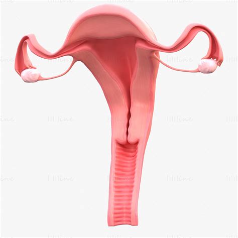 Female Reproductive System 3d Model C4d Stl Obj 3ds Fbx Tbscene Blend