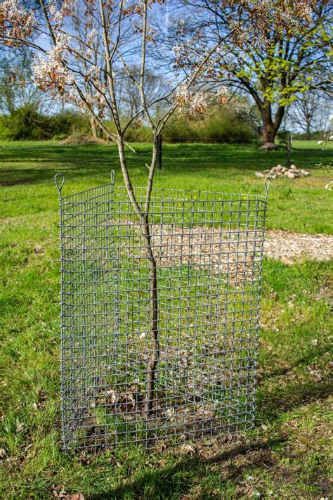 Plantagard Einzelbaumschutz Drahtelement X Cm Fegeschutz