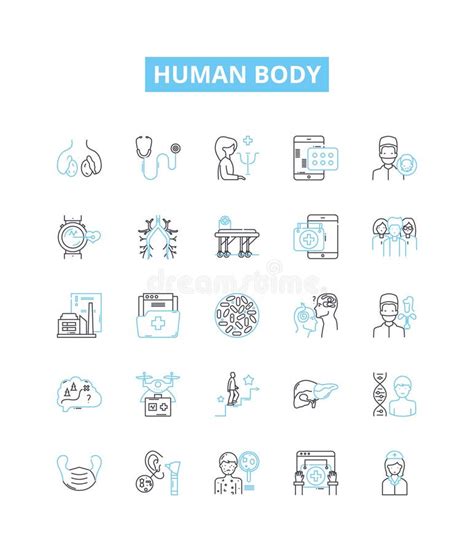 Human Body Vector Line Icons Set Anatomy Physiology Skeleton Organ