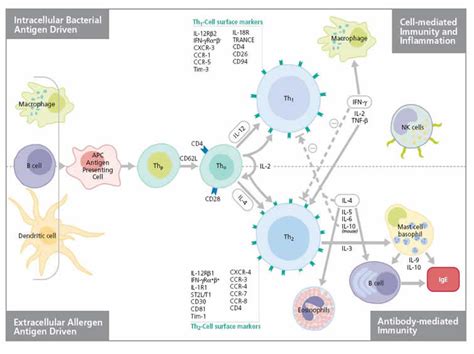 Cellular Response