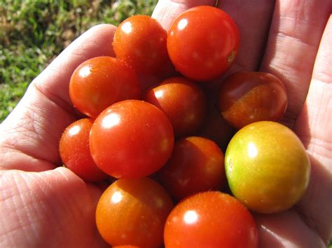 Planting Sweet 100 Cherry Tomatoes – How To Grow A Sweet 100 Tomato Plant