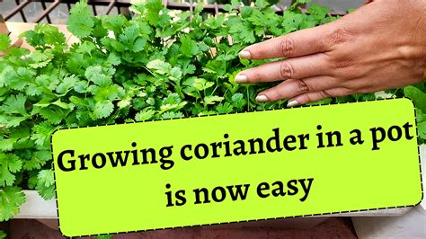 How to grow Coriander from seeds