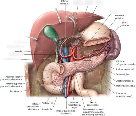 Celiac trunk branches Diagram | Quizlet