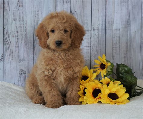 F1B Mini Goldendoodle For Sale Holmesville, OH Male - Frankie – AC Puppies LLC