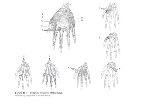 Lab Intrinsic Muscles Of The Hands Diagram Quizlet