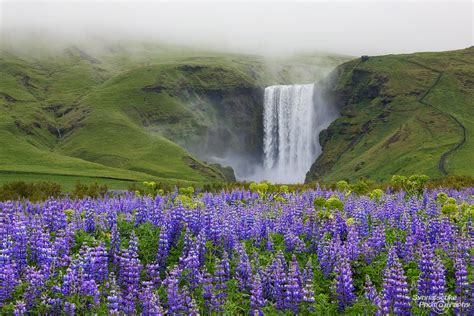 The Flowers of Iceland - Tiplr