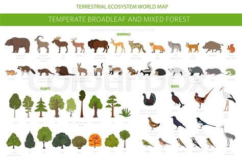 Terrestrial Ecosystem Animals