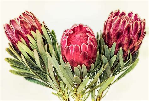 Protea South Africa Red Free Photo On Pixabay Pixabay