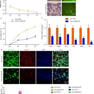 Knockdown Of Lincrna Promotes The Differentiation Of Mouse Es Cells